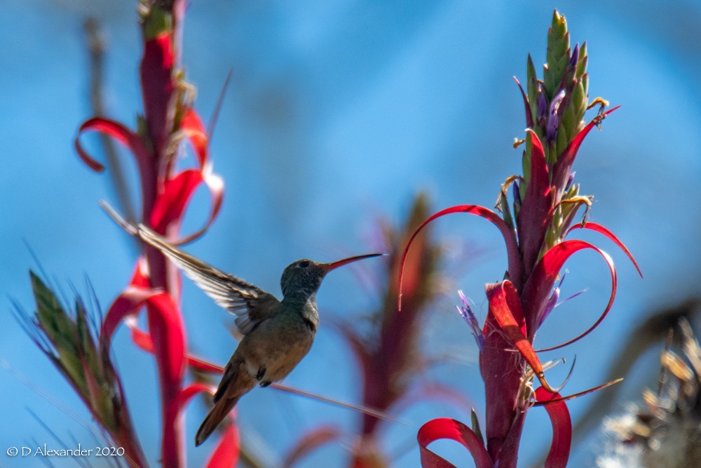 Buff-bellied Hummingbird - Daniel Alexander C. M. (Alex Pyrocephalus)