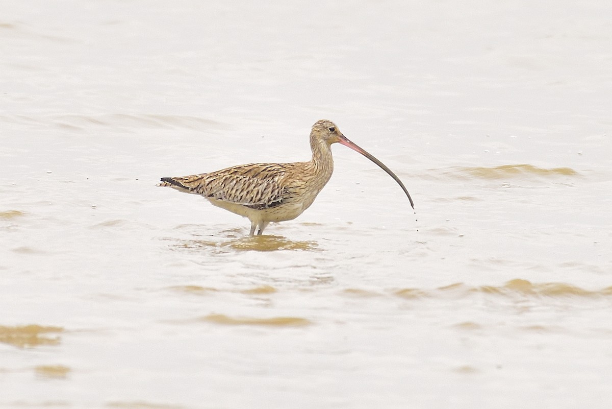 Far Eastern Curlew - xiwen CHEN