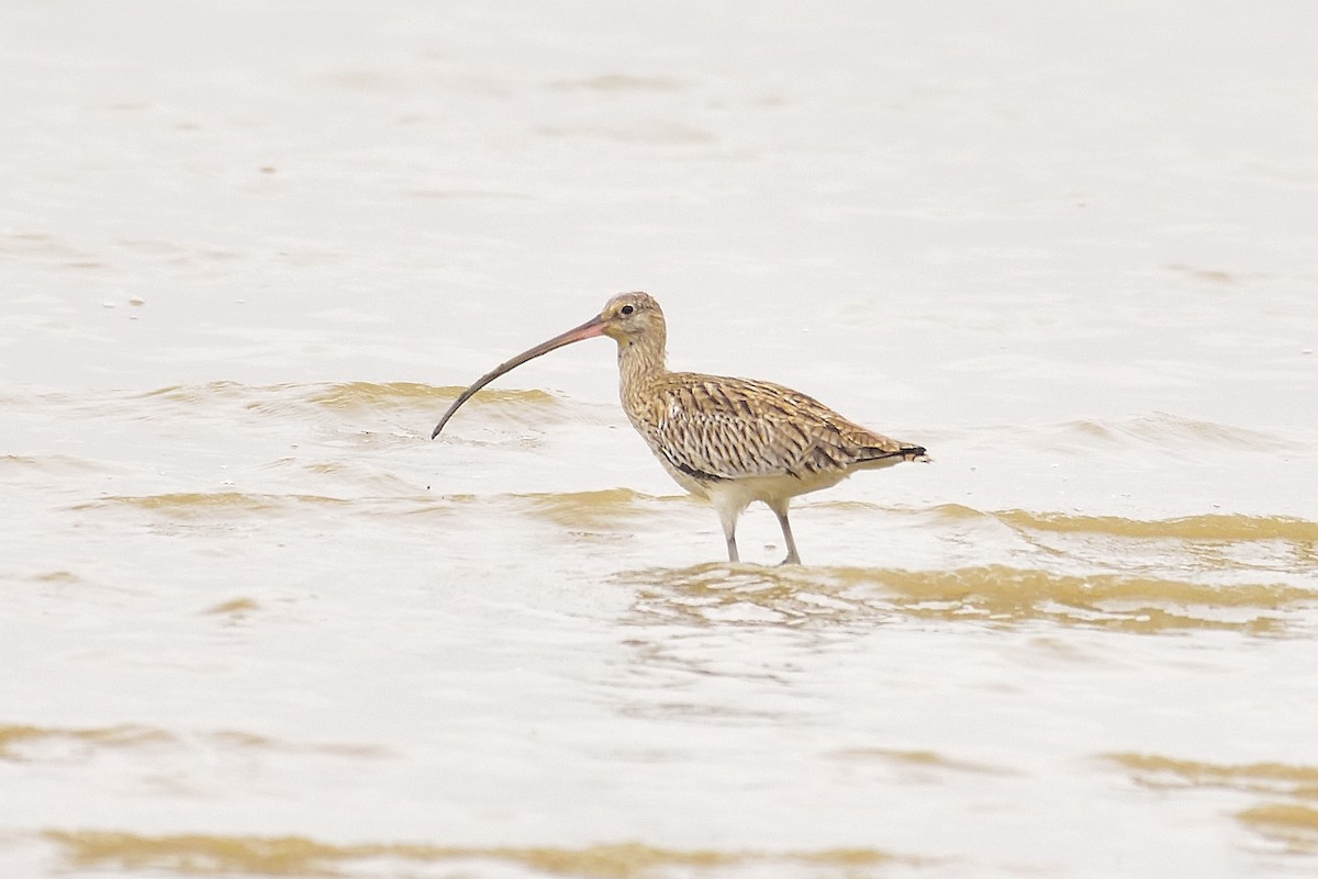 Far Eastern Curlew - ML213464051