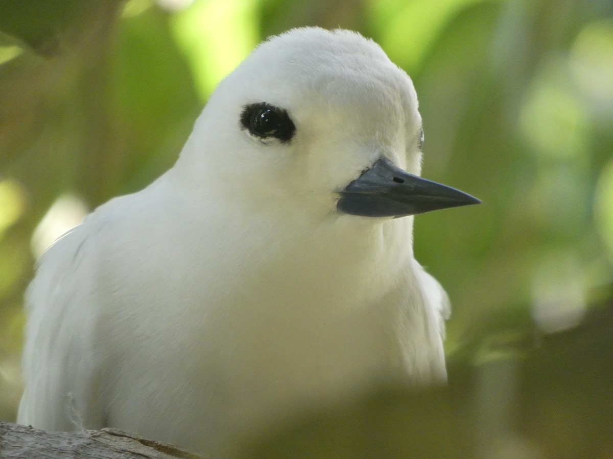 White Tern - ML213466271