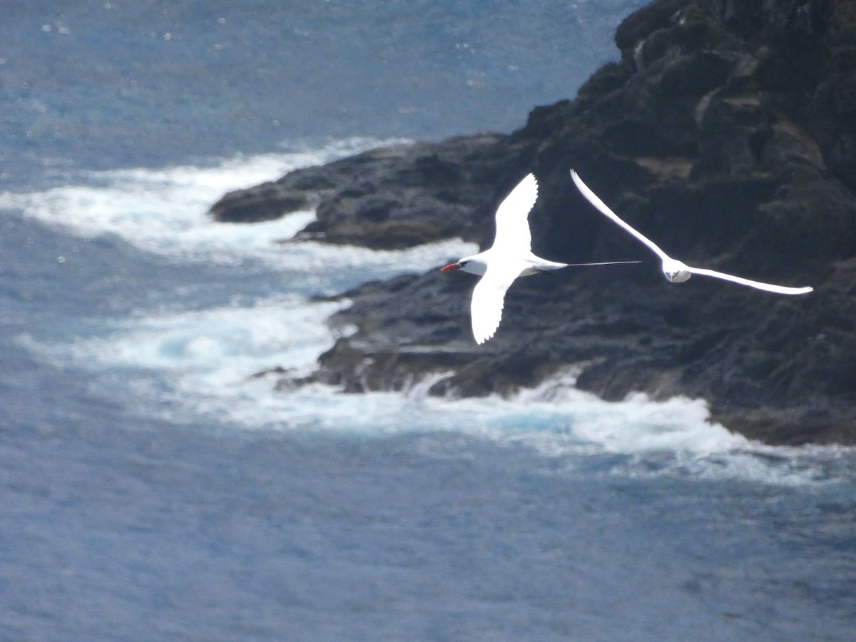 Red-tailed Tropicbird - ML213466421