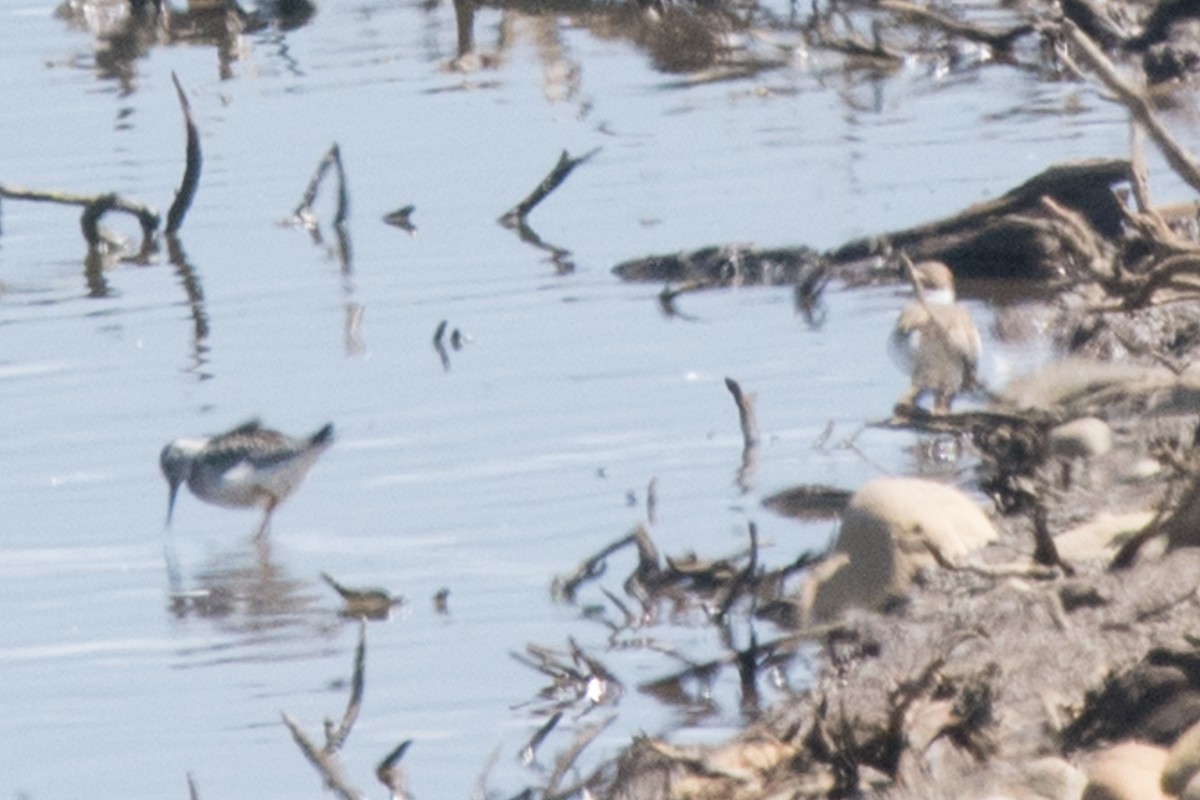 Lesser Yellowlegs - ML21346741