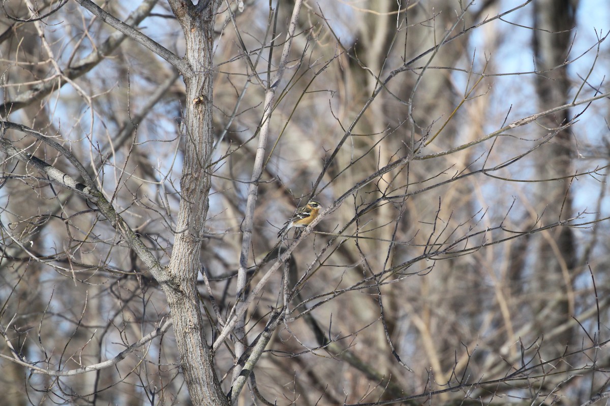 Black-headed Grosbeak - Joseph Malott