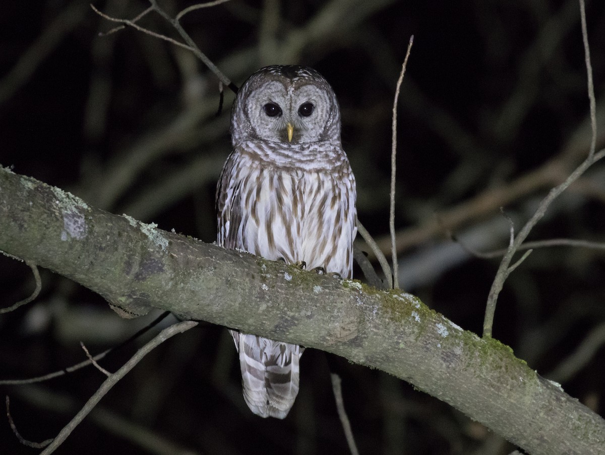 Barred Owl - Simon Best