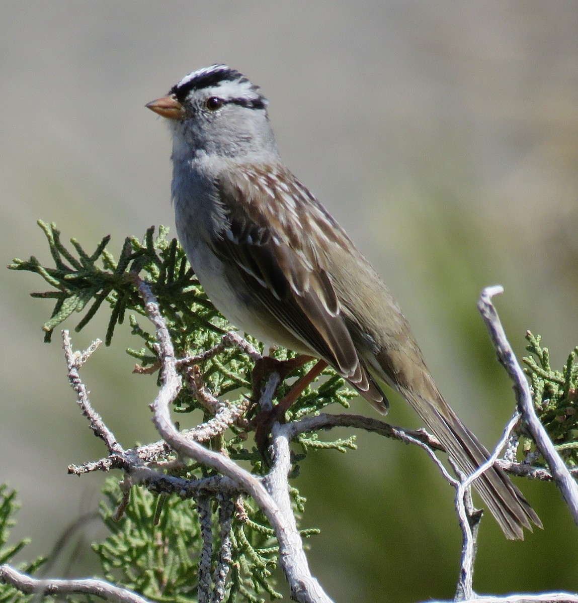 White-crowned Sparrow (Gambel's) - ML213472281