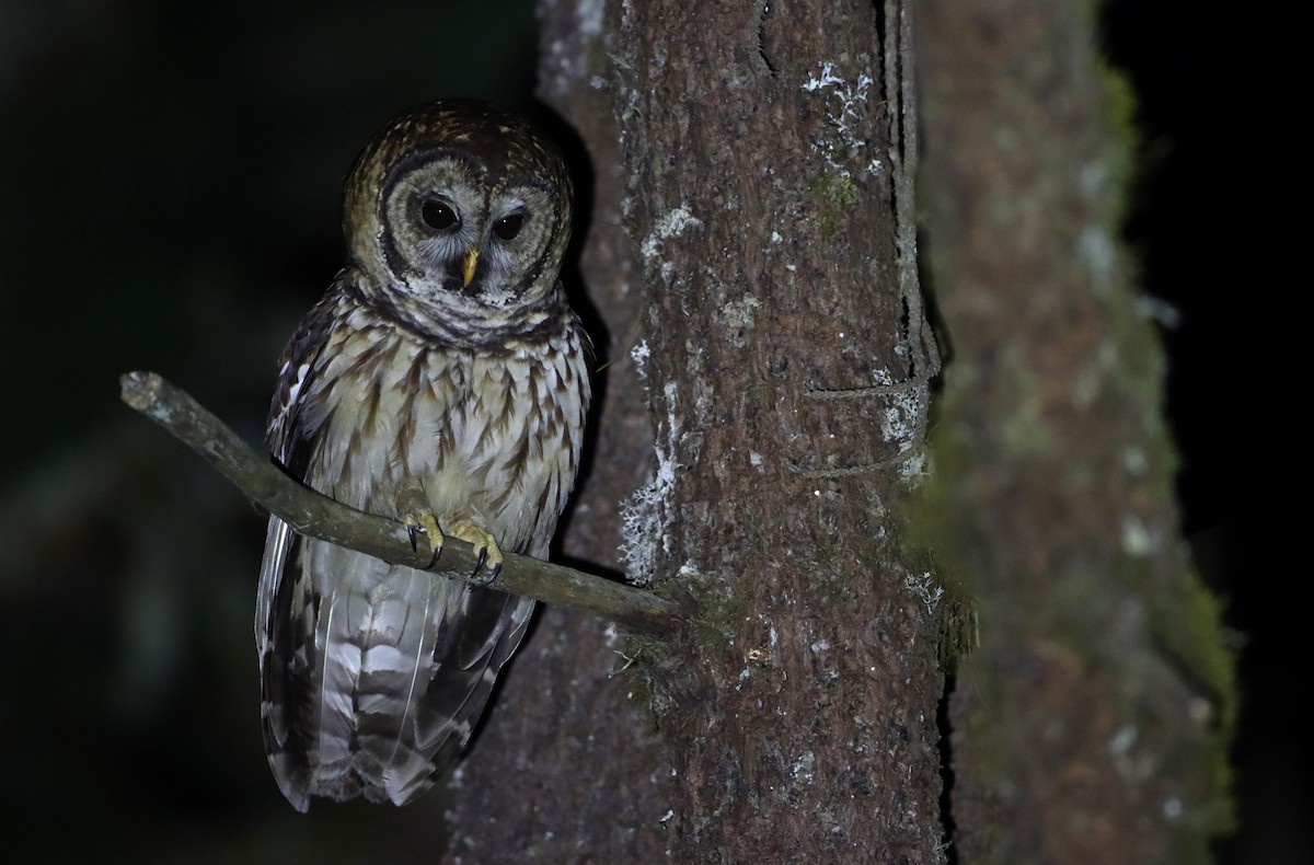 Fulvous Owl - ML213474491