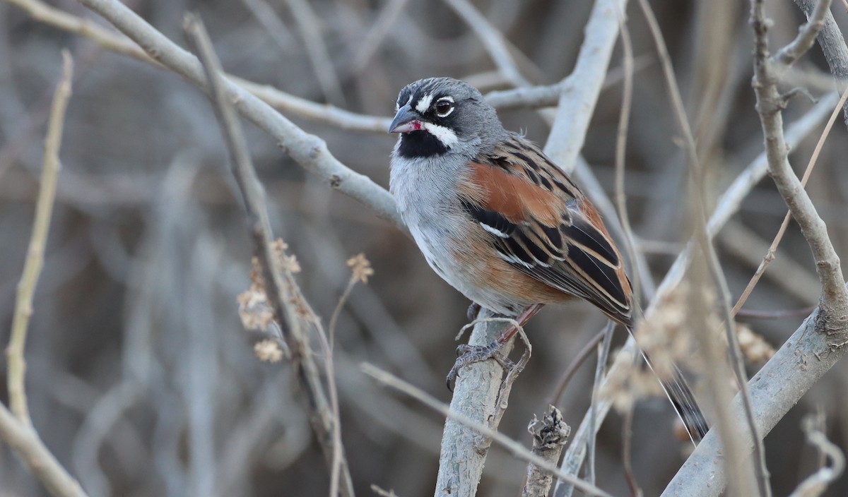 Bridled Sparrow - ML213475761