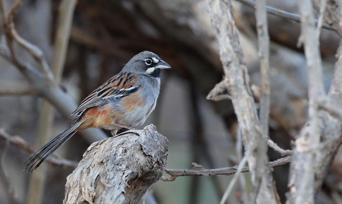 Bridled Sparrow - ML213476091