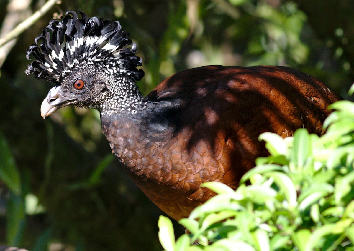 Great Curassow - ML213476261