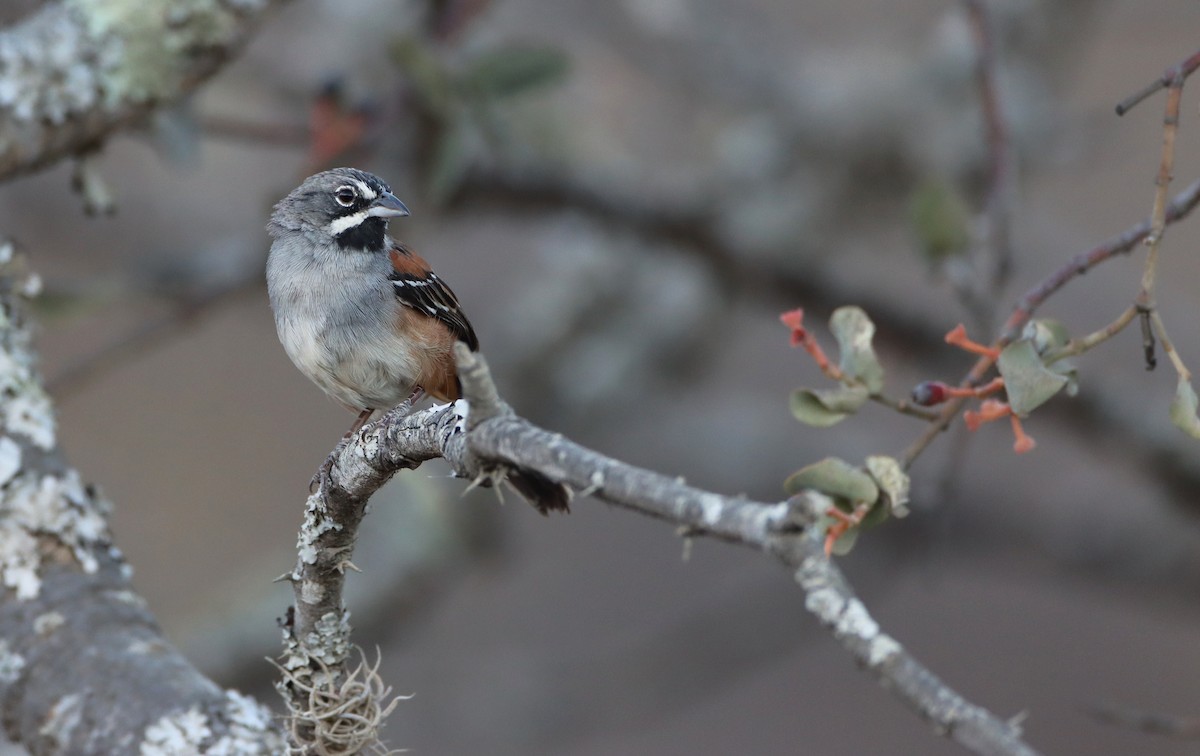 Bridled Sparrow - ML213476791