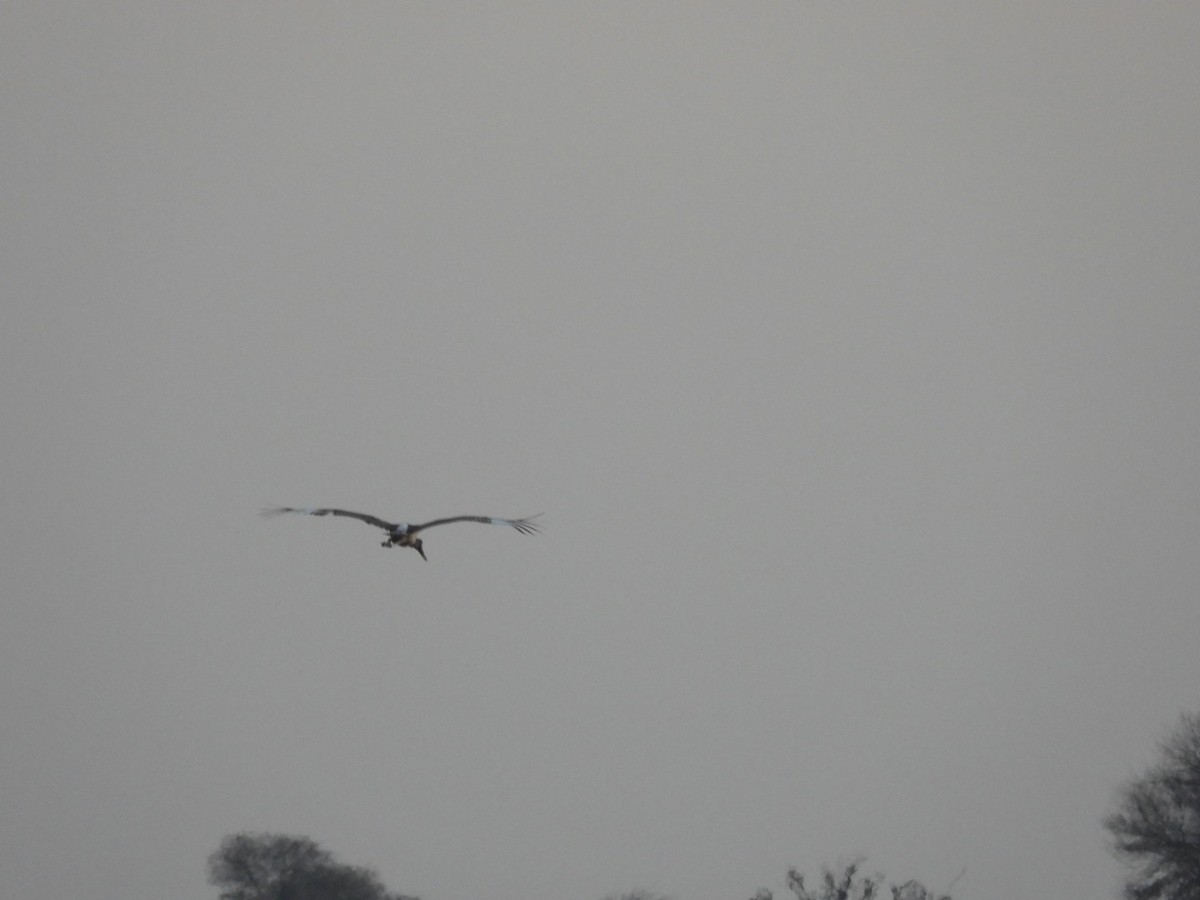 Black-necked Stork - ML213477721