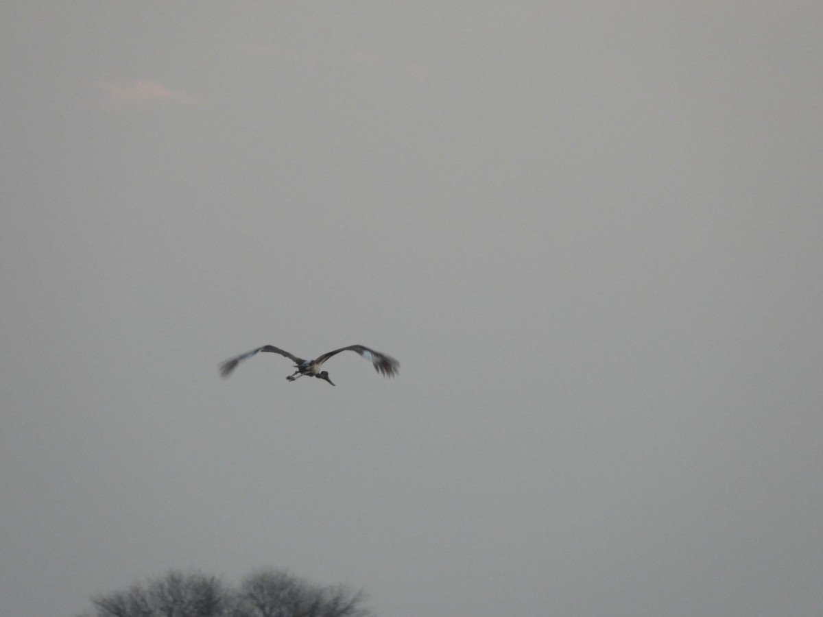 Black-necked Stork - ML213477731