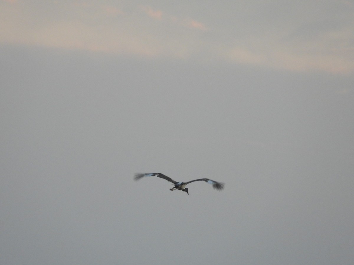 Black-necked Stork - ML213477781