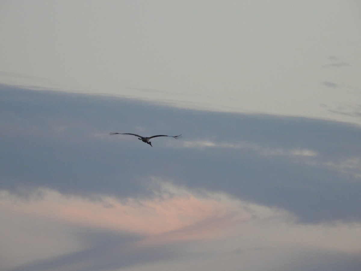 Black-necked Stork - ML213477791