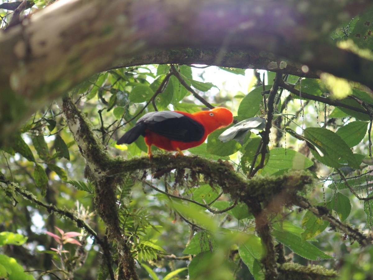 Andean Cock-of-the-rock - Shelli Ellerbe