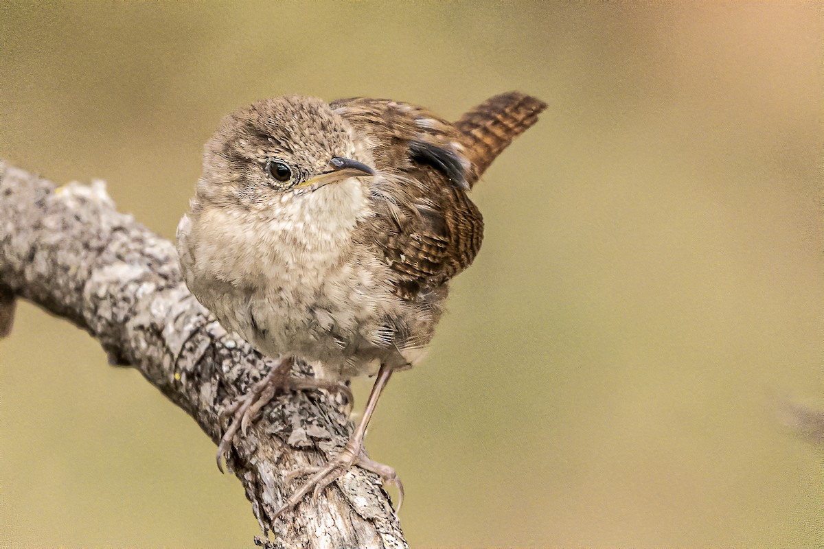 House Wren - ML213478451