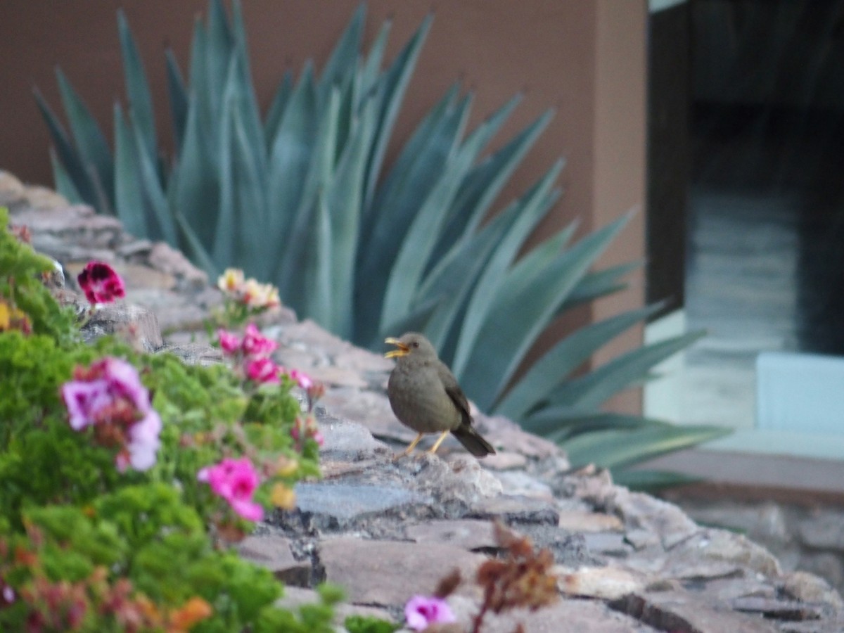 Chiguanco Thrush - Shelli Ellerbe