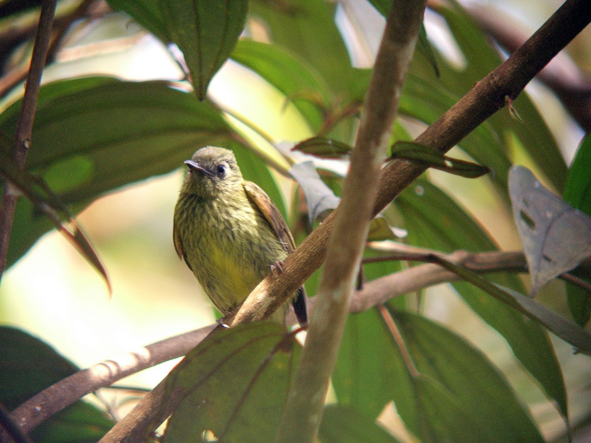 Olive-striped Flycatcher - ML213479381