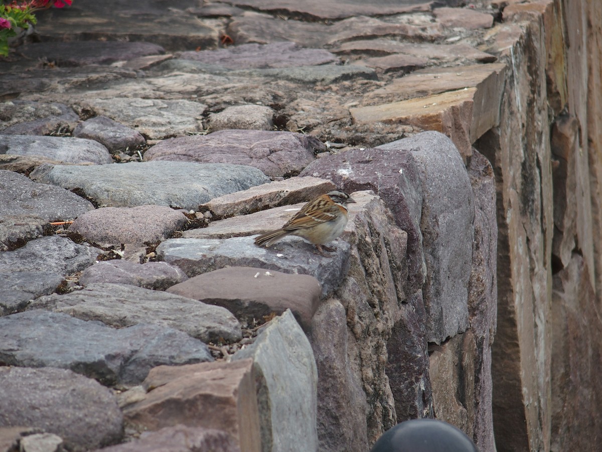 Rufous-collared Sparrow - Shelli Ellerbe