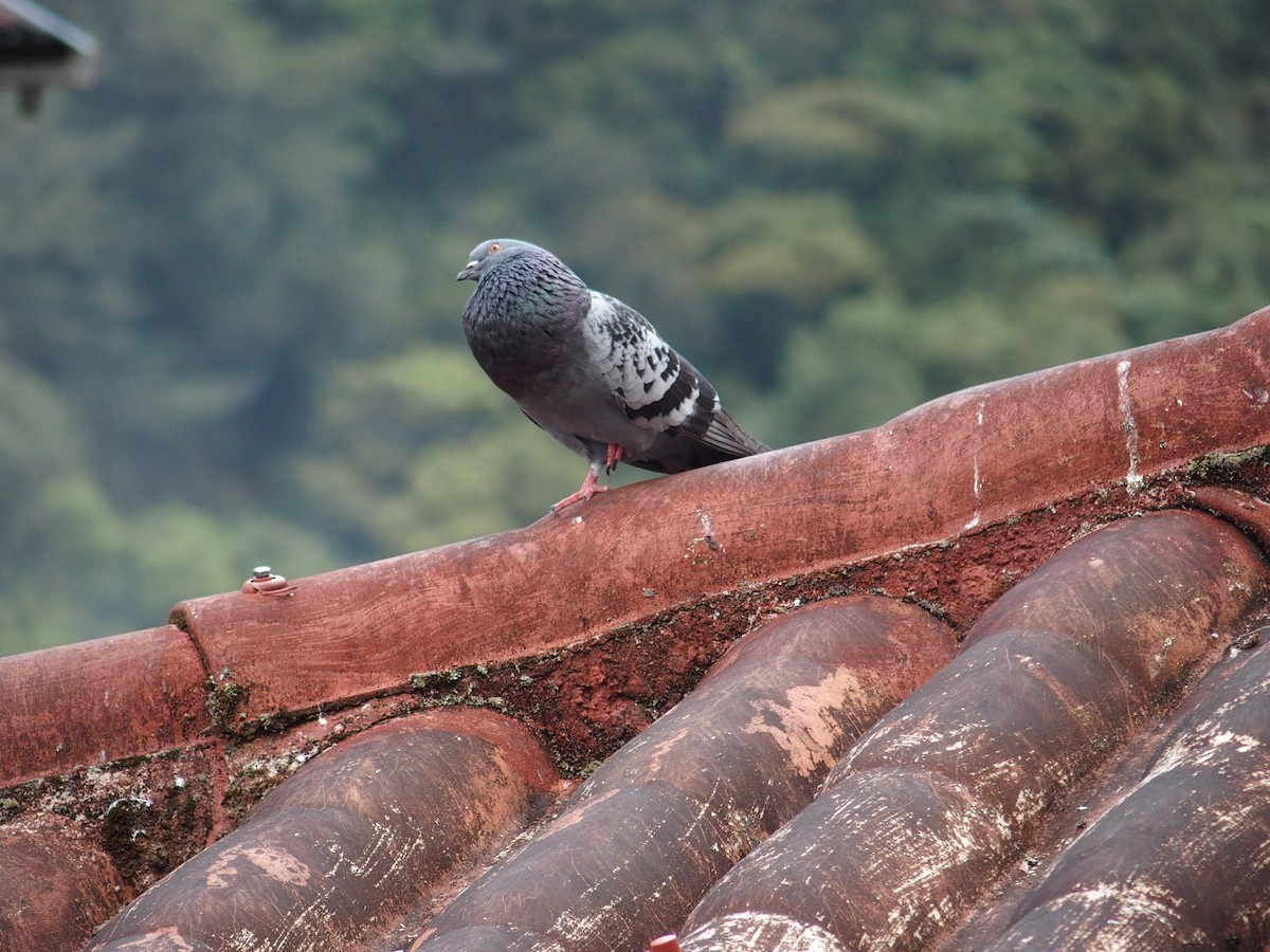 Rock Pigeon (Feral Pigeon) - Shelli Ellerbe