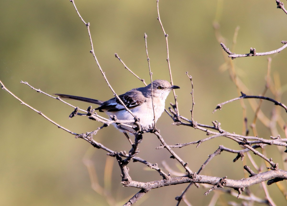 Northern Mockingbird - Diana Spangler