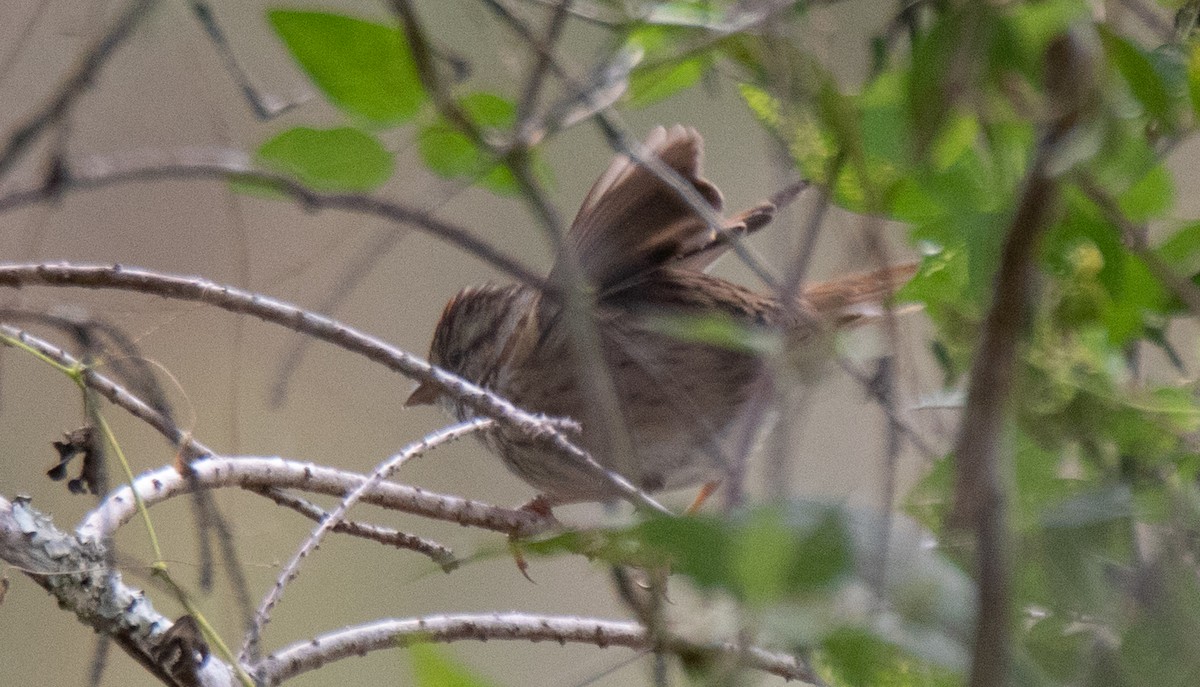 Swamp Sparrow - ML213481491