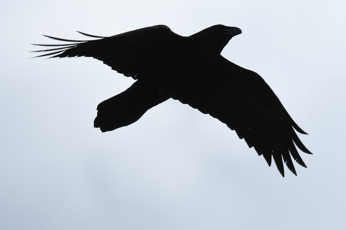 Common Raven - Ted Bradford