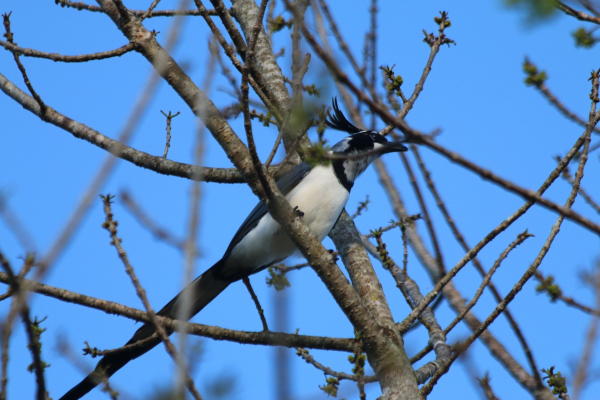 Black-throated x White-throated Magpie-Jay (hybrid) - ML213482391