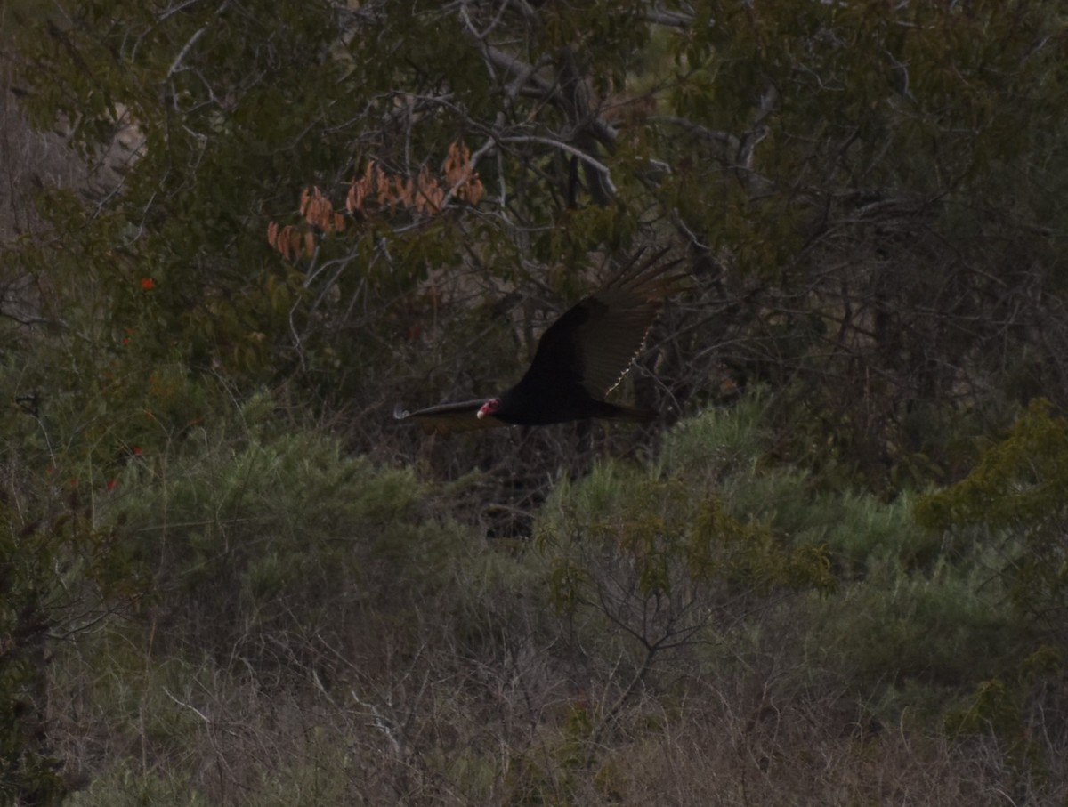 Turkey Vulture - ML213482831