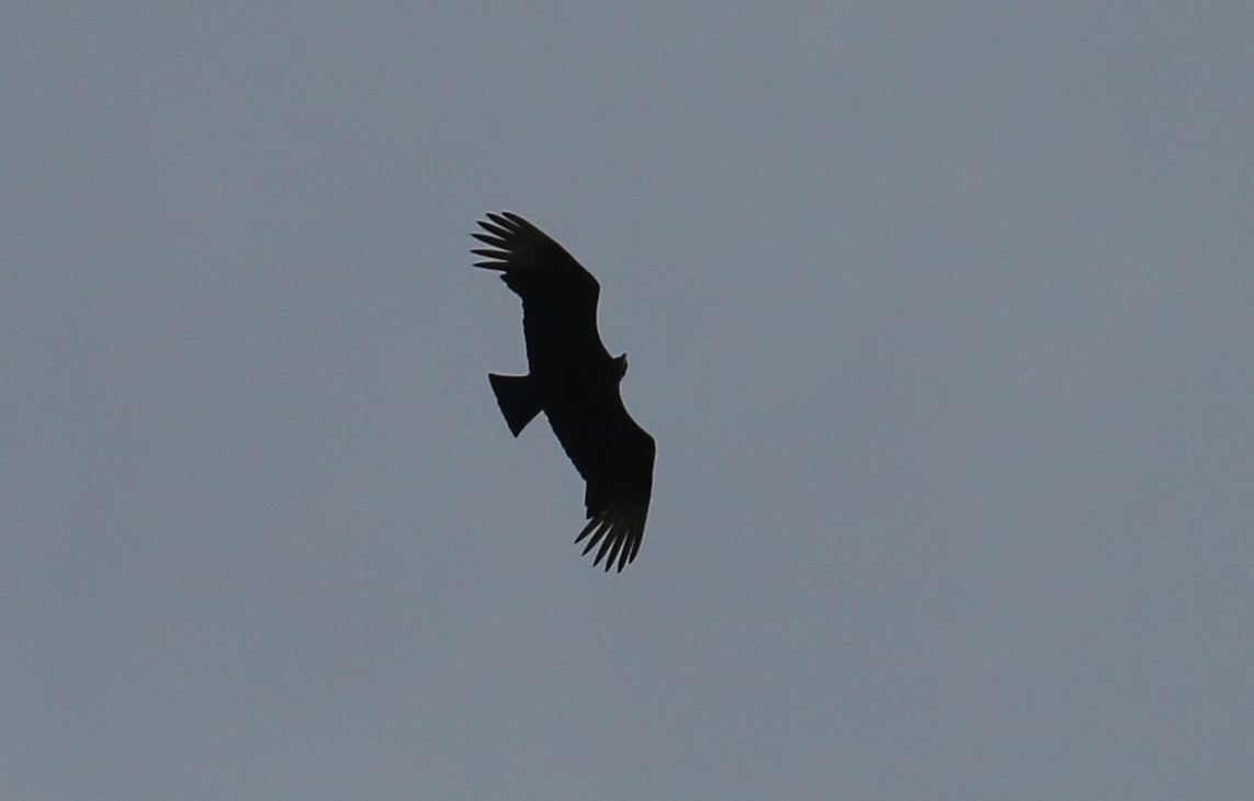 Black Vulture - ML213484361