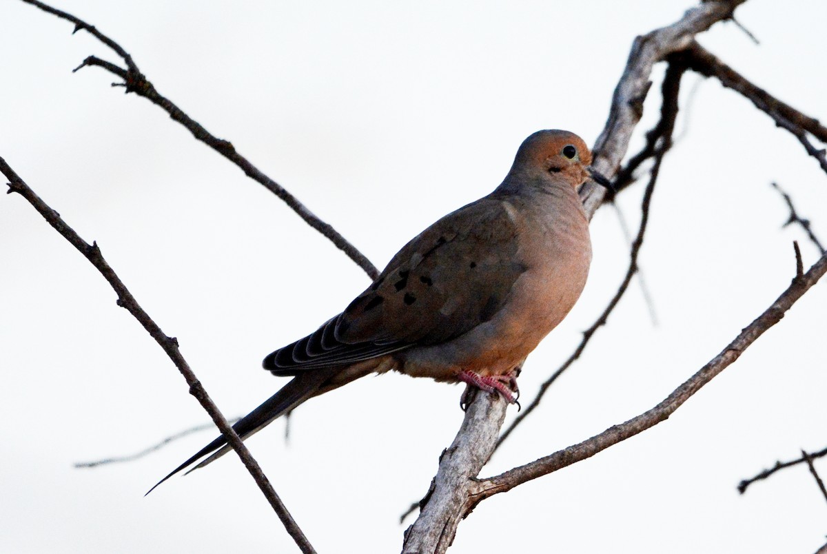 Mourning Dove - Mark  Ludwick