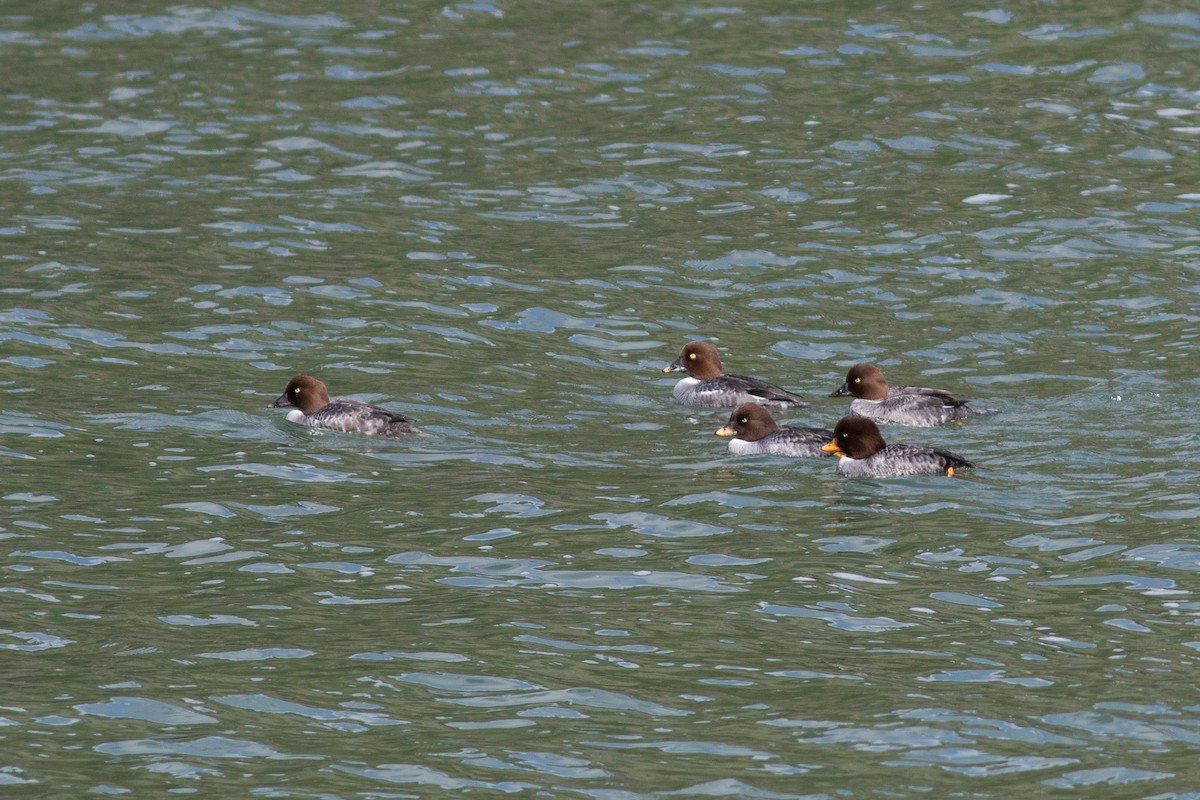 Barrow's Goldeneye - ML213486371