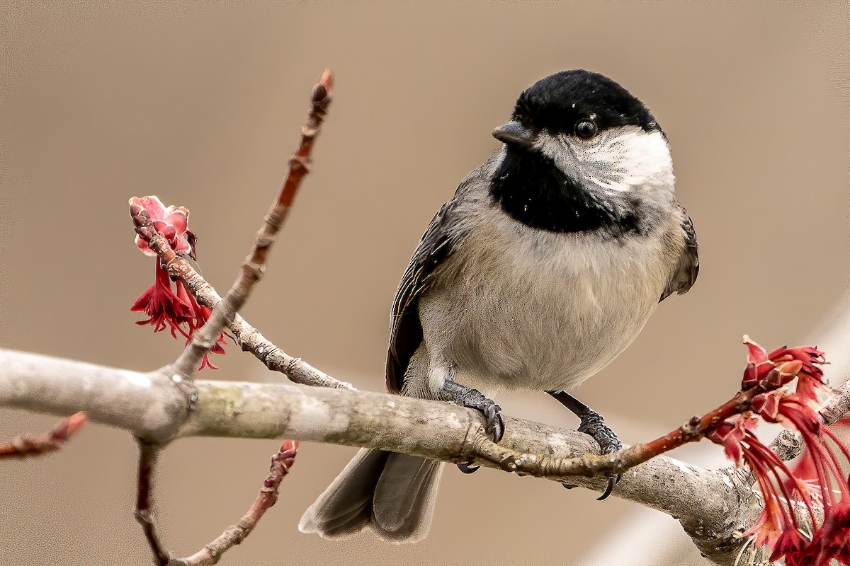 Carolina Chickadee - ML213486491