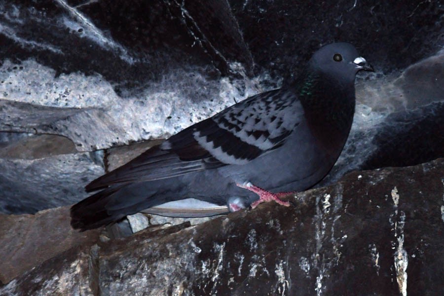 Rock Pigeon (Feral Pigeon) - ML213486741