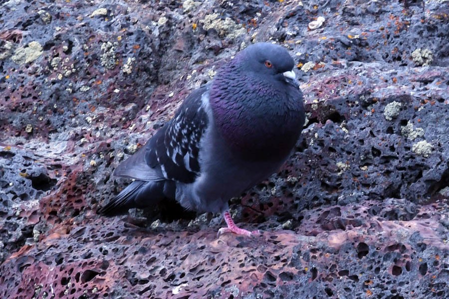 Rock Pigeon (Feral Pigeon) - ML213486751
