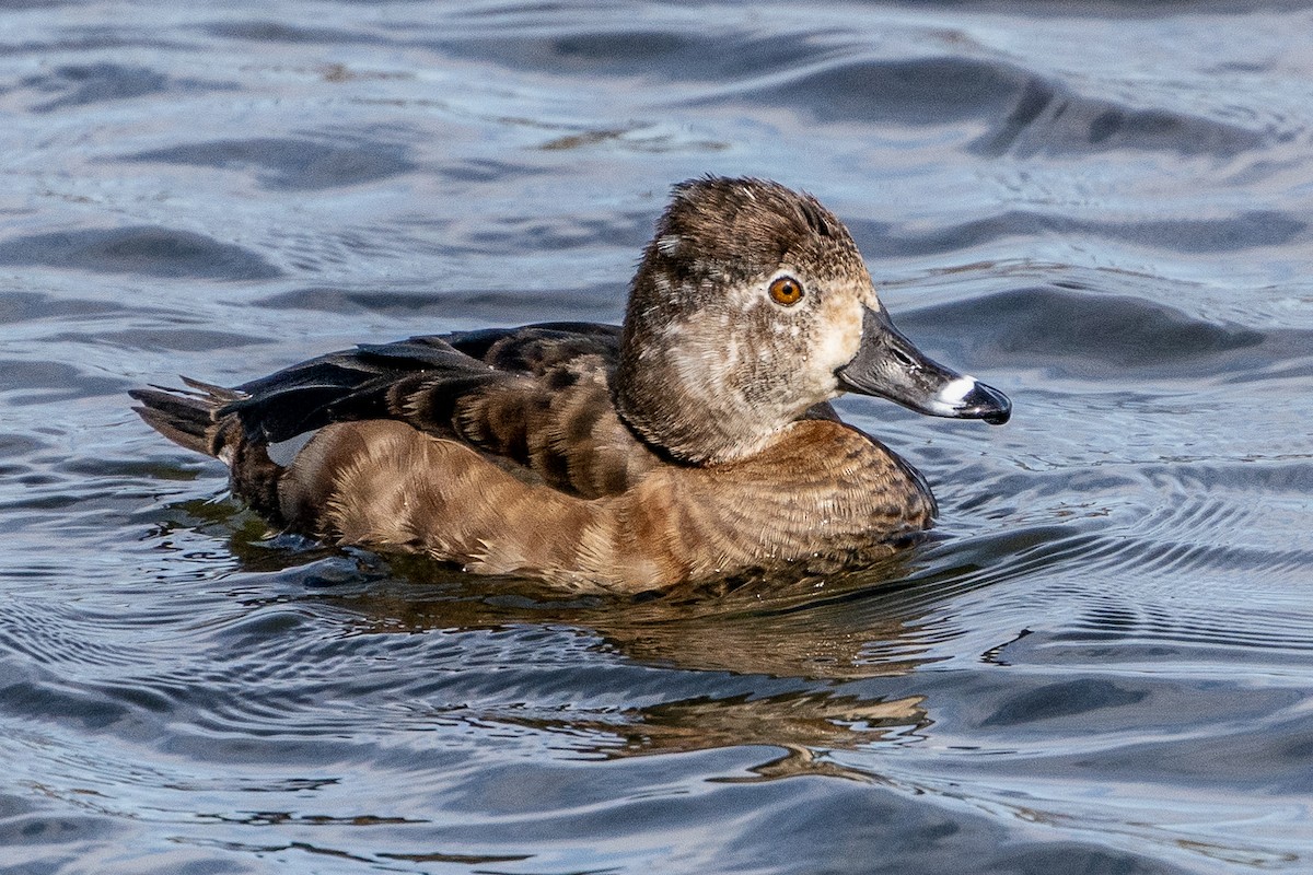 Ring-necked Duck - Bill Wood