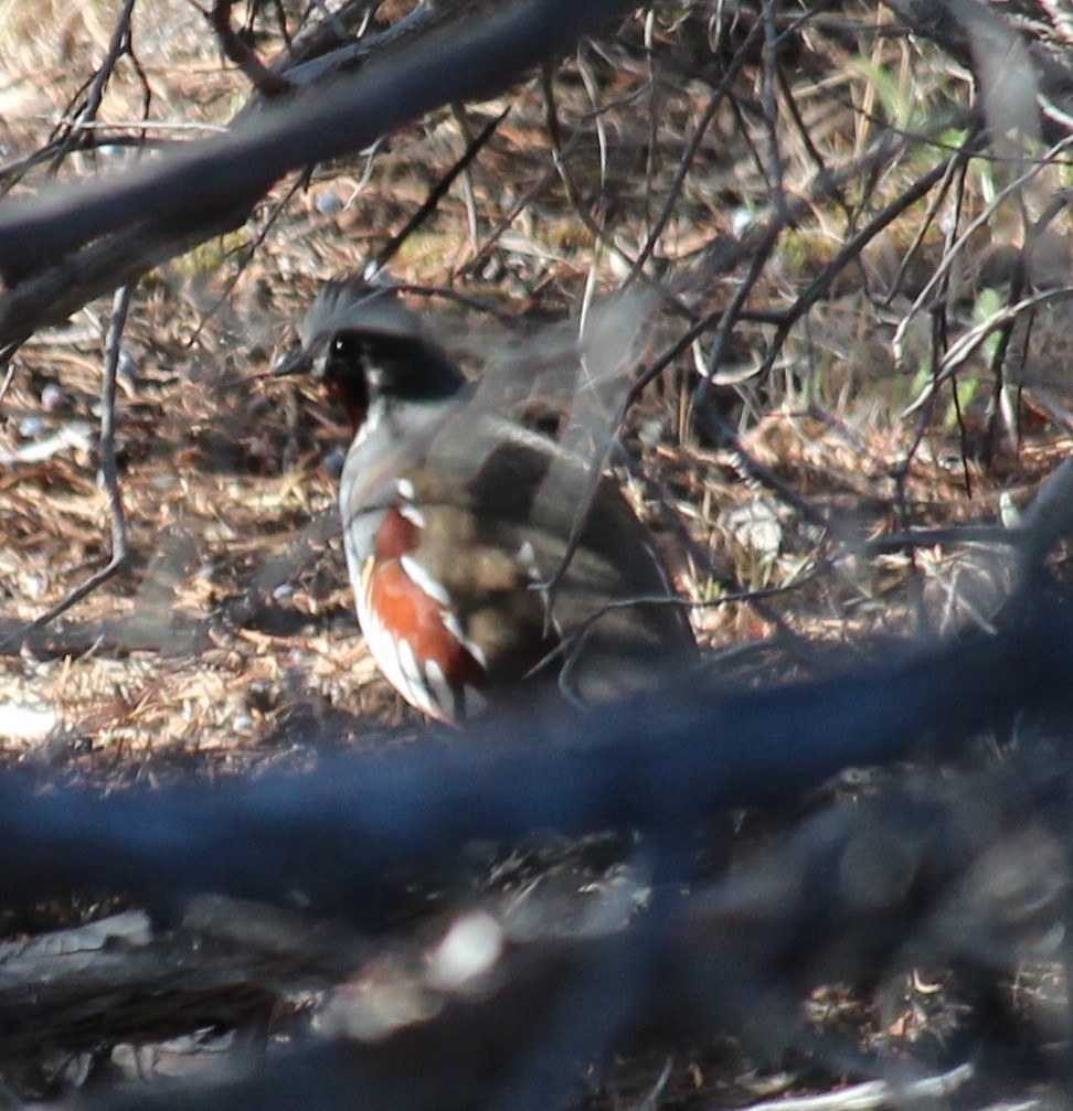 Mountain Quail - Milton Vine