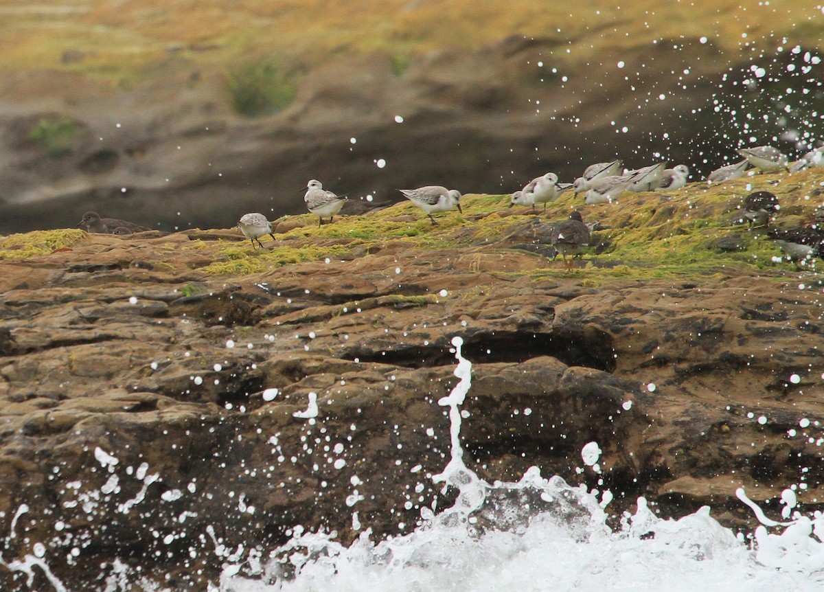 Bécasseau sanderling - ML213487791