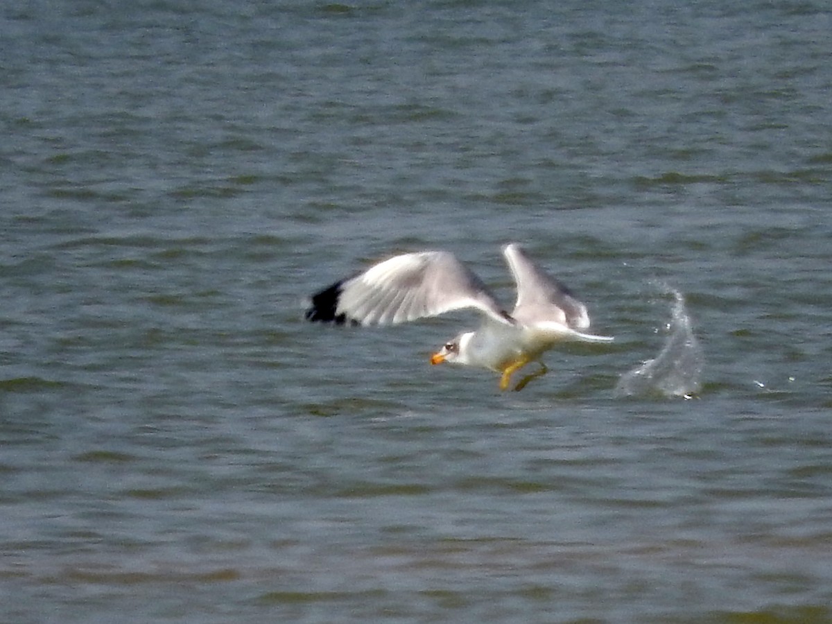 Pallas's Gull - ML213488251