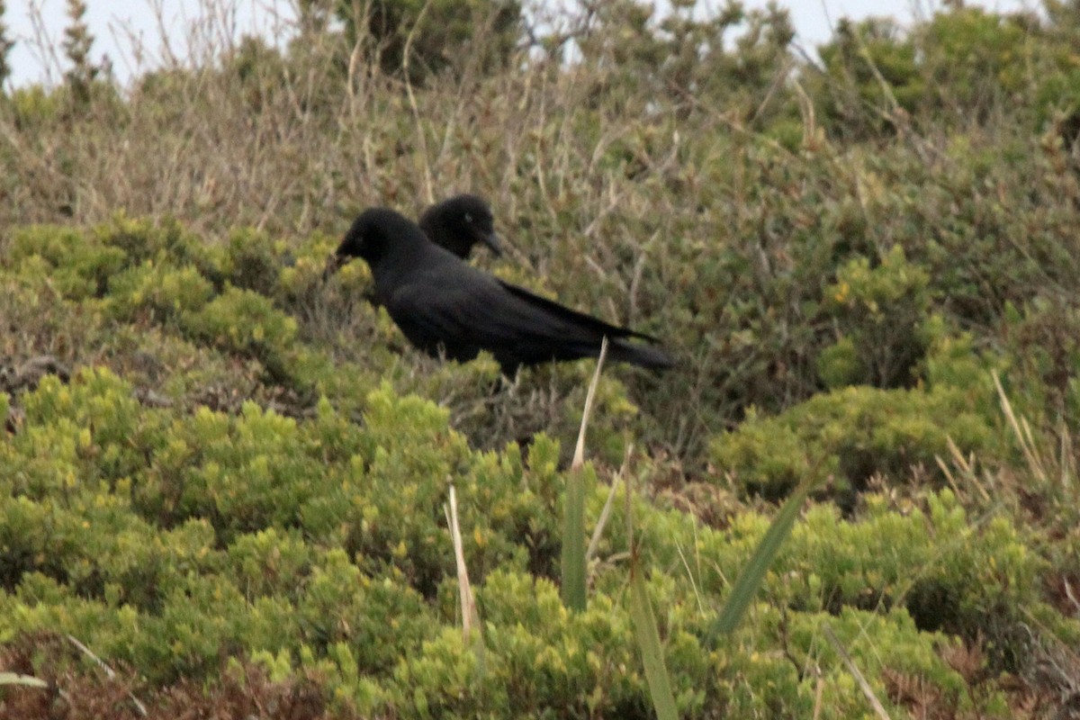 Forest Raven - Janet Washbon