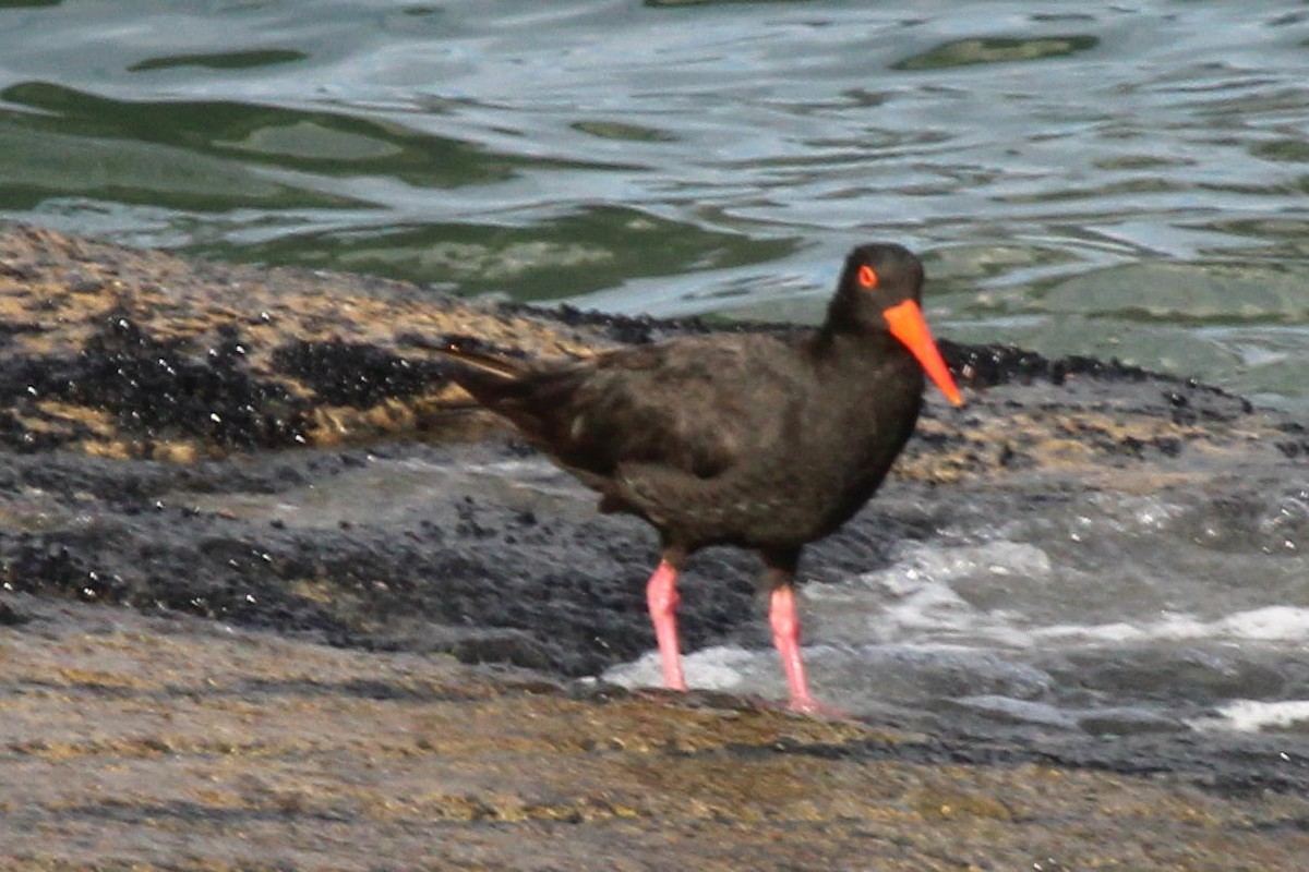 Sooty Oystercatcher - Janet Washbon