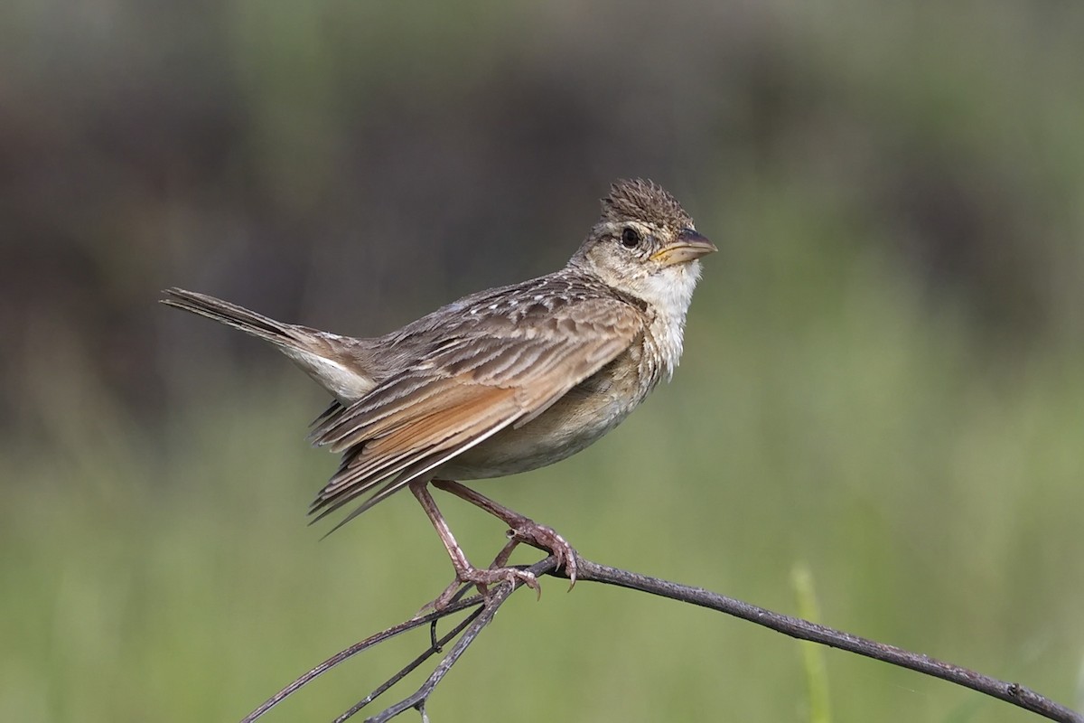 Singing Bushlark (Australasian) - Ed Pierce