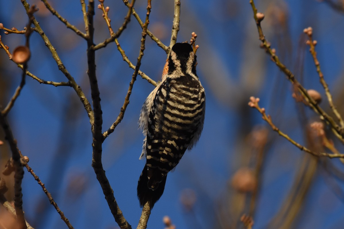 Ladder-backed Woodpecker - James Hoffman