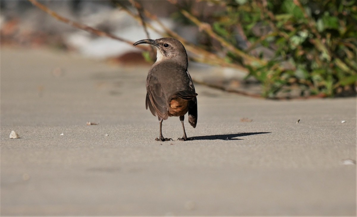 California Thrasher - Angela Kenny