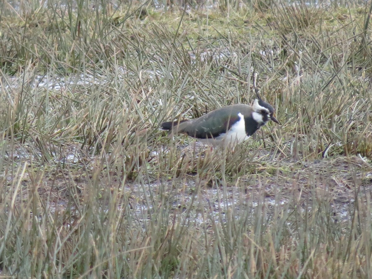 Northern Lapwing - ML213491271