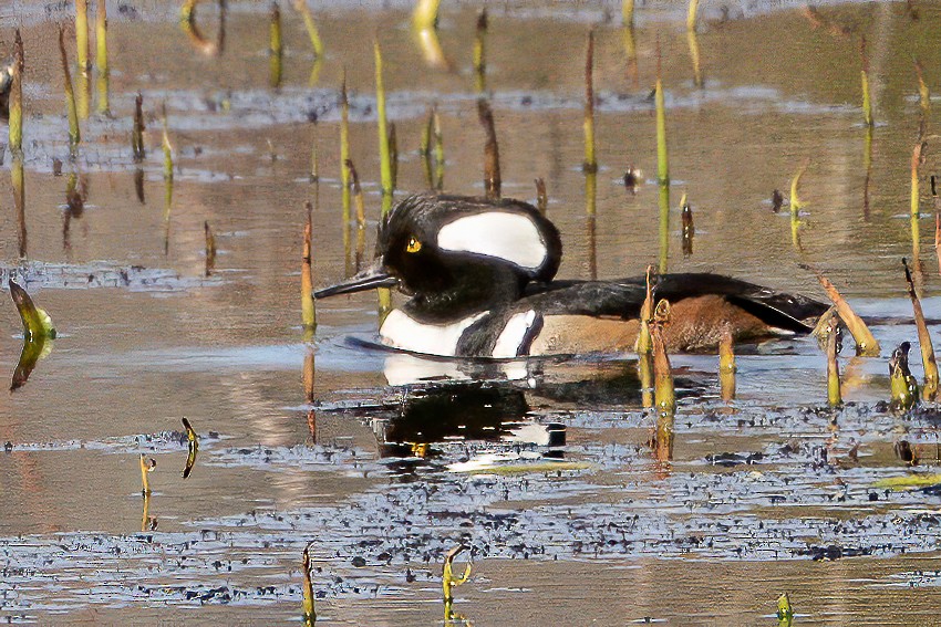 Hooded Merganser - Bill Wood