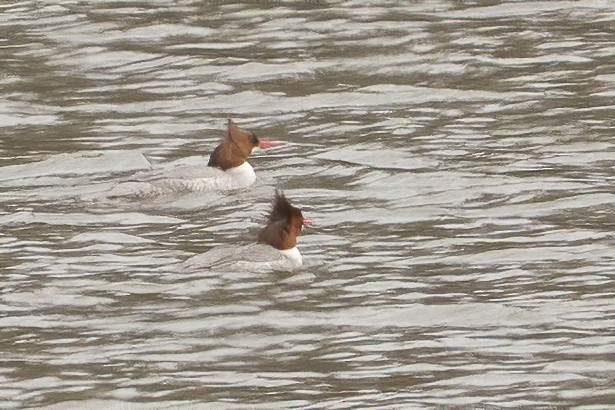 Common Merganser - Bill Wood