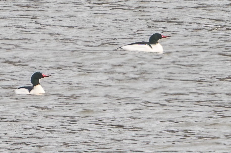 Common Merganser - ML213491921