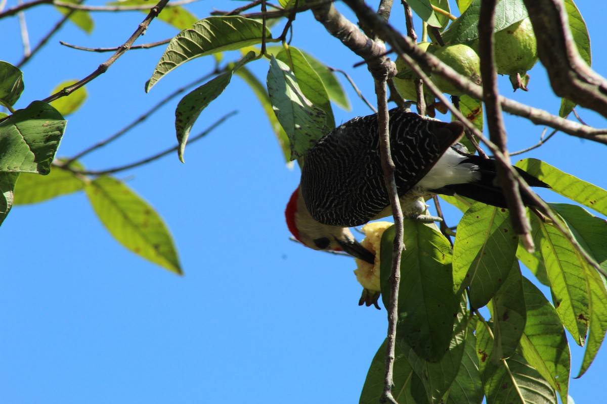Golden-fronted Woodpecker - ML213492461