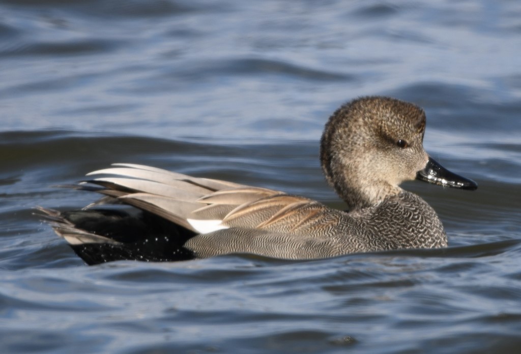 Gadwall - Steve Davis